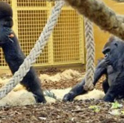 Centro דירה סארון